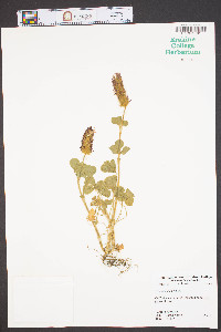 Trifolium incarnatum image