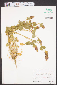 Trifolium incarnatum image