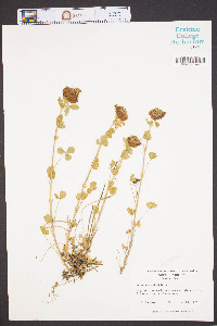 Trifolium reflexum image