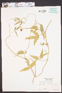 Vigna luteola image