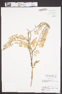 Wisteria sinensis image