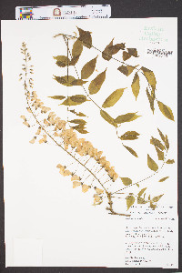 Wisteria sinensis image