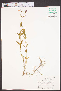 Rhexia mariana var. purpurea image