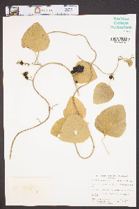 Nephroia carolina image