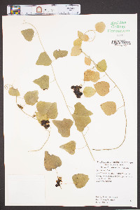 Nephroia carolina image