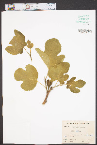 Ficus carica image