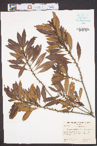 Myrica cerifera var. cerifera image