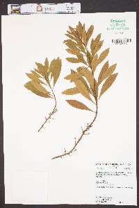 Myrica cerifera image