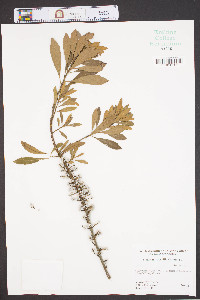 Myrica cerifera image