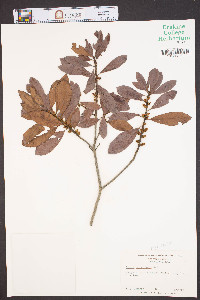 Myrica heterophylla image