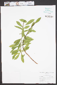 Morella cerifera image