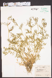 Vicia sativa subsp. nigra image