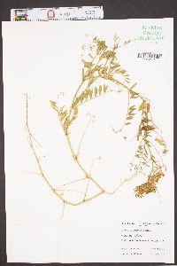 Vicia villosa subsp. varia image