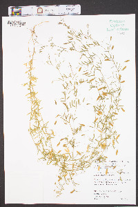 Vicia tetrasperma image