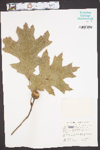 Quercus coccinea image