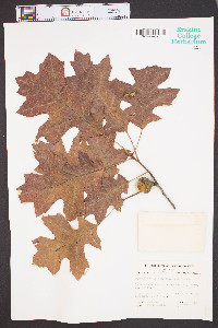 Quercus coccinea image