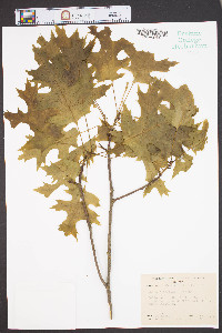 Quercus coccinea image