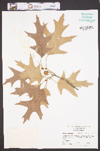 Quercus falcata var. pagodifolia image