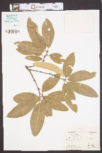 Quercus imbricaria image