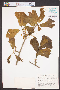 Quercus marylandica image