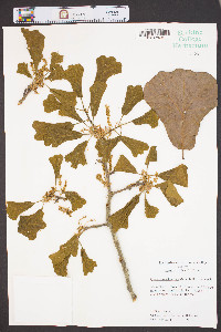 Quercus marylandica image