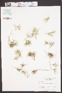 Najas minor image