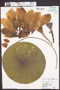 Nelumbo lutea image