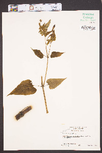 Mirabilis jalapa image