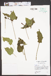 Mirabilis jalapa image