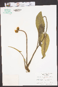 Nuphar sagittifolia image