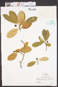 Nyssa sylvatica var. biflora image