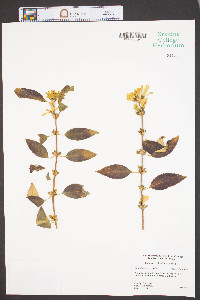 Forsythia × intermedia image