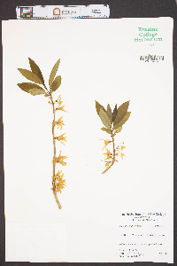 Forsythia × intermedia image