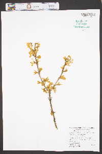 Forsythia × intermedia image