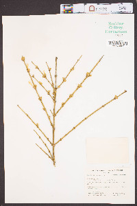 Jasminum nudiflorum image