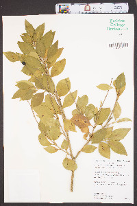 Ligustrum japonicum image