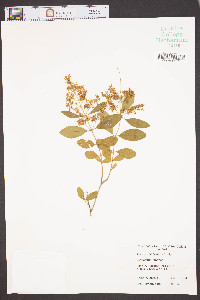 Ligustrum sinense image