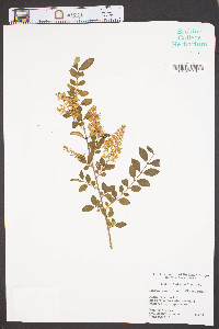 Ligustrum sinense image
