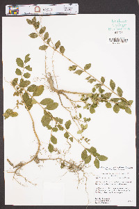 Ligustrum sinense image