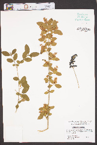 Ligustrum sinense image