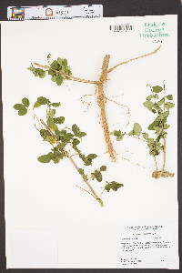 Ligustrum sinense image