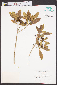 Osmanthus americana image