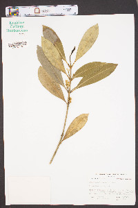 Osmanthus americana image