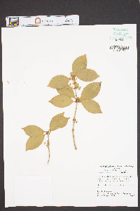 Osmanthus fragrans image