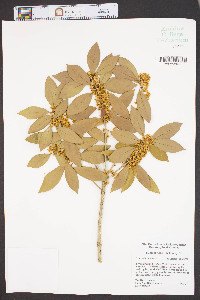 Osmanthus fragrans image