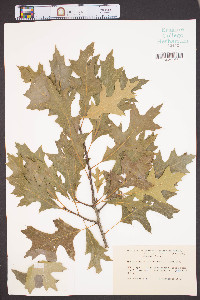 Quercus palustris image