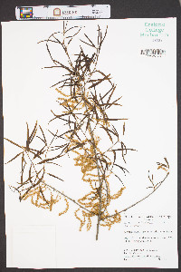 Quercus phellos image