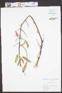 Quercus phellos image