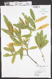 Quercus phellos image