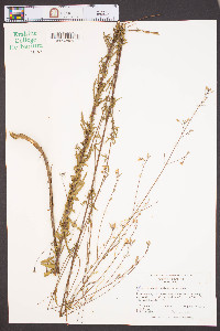 Oenothera sinuosa image